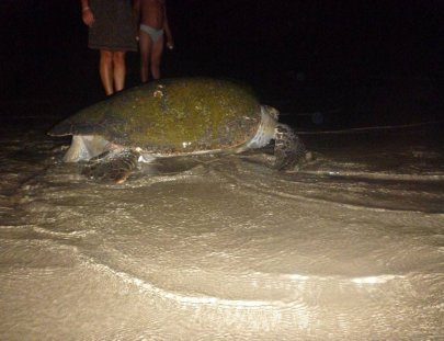 La Tortuga Verde-Eco Hotel turtle sanctuary 
