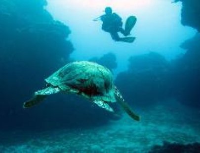 Opal´s Dream-Opal´s Dream introducción al buceo en Cozumel