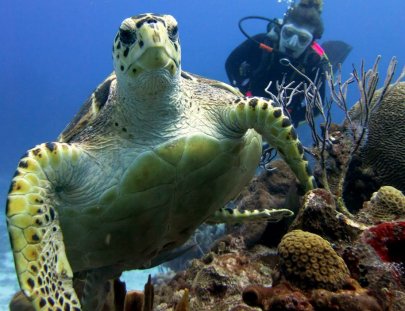Estudia la vida marina de Cozumel en un viaje de buceo - BLUE Project Dive shop