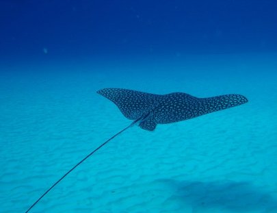 Deep Blue Divers-Buceo emocionante en aguas azul turquesa