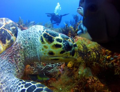 Scuba Shack-Explora el mundo submarino de Cozumel