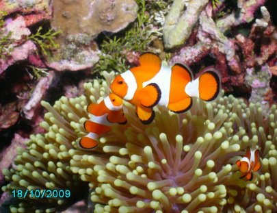 Scuba Shack-Explora el mundo submarino de Cozumel