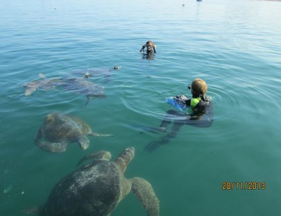 Iguana's Trips-Snorkeling with Green Turtles at the South of Peru
