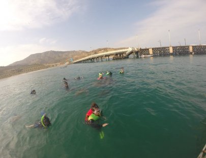 Iguana's Trips-Snorkeling with Green Turtles at the South of Peru