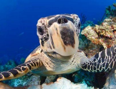 El Pulpo Scuba Divers-Descubre el Buceo en la hermoso Isla de Cozumel