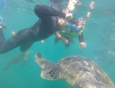 Iguana's Trips-Snorkeling with Green Turtles at the South of Peru