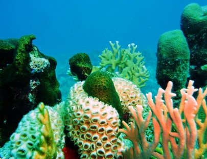 Dream Team Divers-Aprende a Bucear en las Aguas Jamaiquinas 