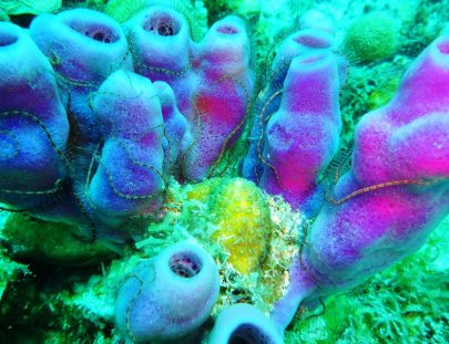 Dream Team Divers-Aprende a Bucear en las Aguas Jamaiquinas 