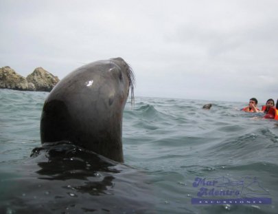 Swimming with Sea Lions - Mar Abierto Excursiones