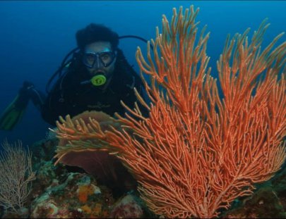 Scuba Coiba-Multy-Day Scuba Diving Trip around Coiba Island