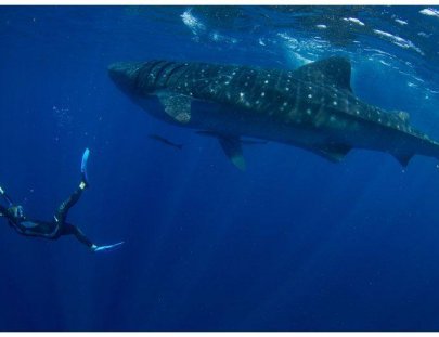 Blue H2o Cozumel-Swim with the Whale Shark and diving tour