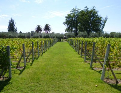 Bodega Alta Vista-Have a Picnic in the Altavista´s  vineyard 