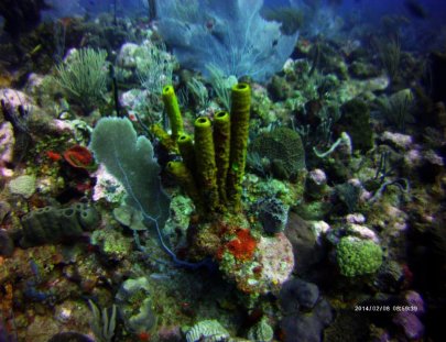 Scuba Dogs-Introductory Dive around the beautiful corals in Guaynabo