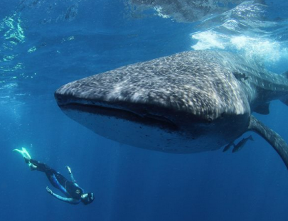 Blue H2o Cozumel-Swim with the Whale Shark and diving tour