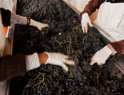 Finca Decero-Wine Club for the wine hedonists