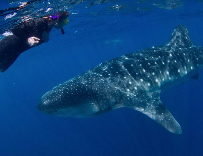 Blue H2o Cozumel-Swim with the Whale Shark and diving tour