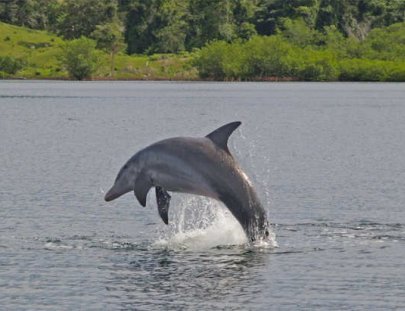 Bocas Del Toro Sailing-Sailing and Dolphin Adventure in the Caribbean