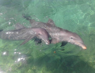 Dolphin Cove-Encuentro con un delfin en Jamaica