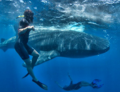 Nadar con un tiburón ballena y tour de Buceo - Blue H2O Cozumel