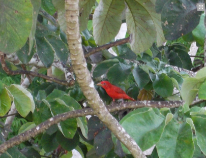 San Ignacio Resort Hotel- Half Day exploration of the Caracara Birding Reserve