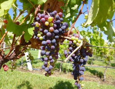 Bodega Alta Vista-Have a Picnic in the Altavista´s  vineyard 