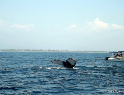 Avistamiento De Ballenas Jorobada Guatemala-Humpback whale watching in their natural habitat!