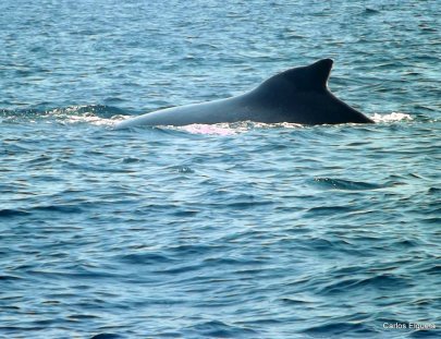 Avistamiento De Ballenas Jorobada Guatemala-Humpback whale watching in their natural habitat!