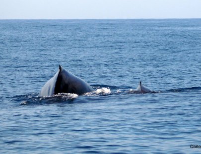 ¡Avistamiento de ballenas Jorobadas! - Escuintla