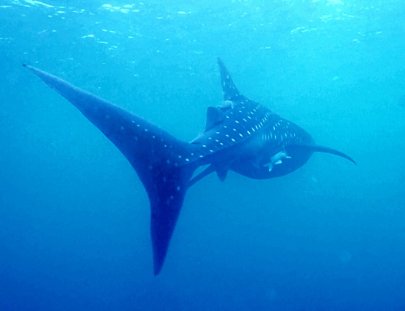 Whale Shark And Oceanic Research Center- Whale Shark encounter around  utila Bay
