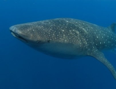 Whale Shark And Oceanic Research Center- Whale Shark encounter around  utila Bay