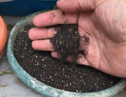 Caoba Farms-Conoce una granja orgánica y autosostenible en Antigua