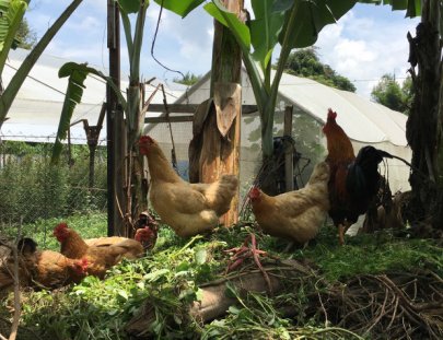 Caoba Farms-Conoce una granja orgánica y autosostenible en Antigua