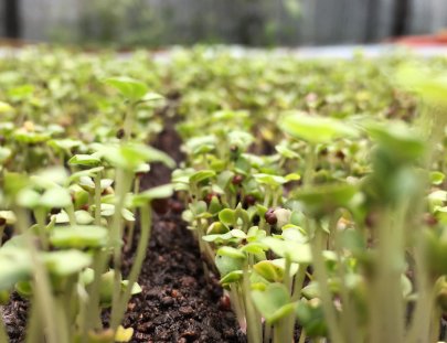 Caoba Farms-Conoce una granja orgánica y autosostenible en Antigua