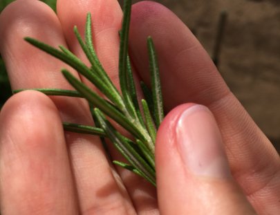Caoba Farms-Conoce una granja orgánica y autosostenible en Antigua