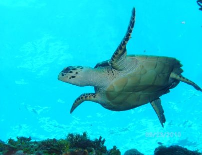 Viajes de Buceo para todos! - Chuchos Divers