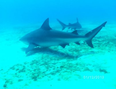 Chuchos Divers-Viajes de Buceo para todos!