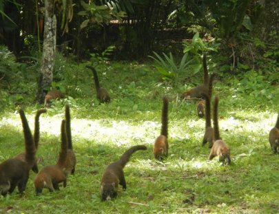 Guatemala Travel-Vuela y conoce la jungla de Petén y las ruinas de Tikal (2 días y 1 noche)