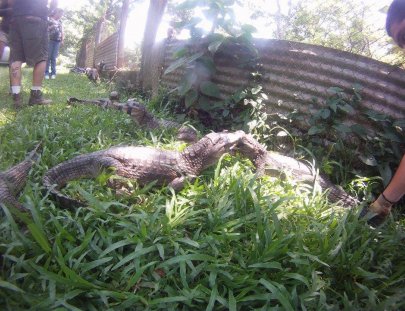 Antigua Exotic-Reptiles and exotic animal tour near Antigua!