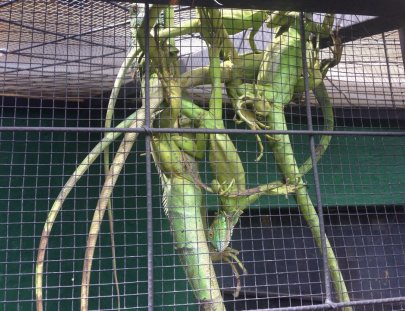 Antigua Exotic-Reptiles and exotic animal tour near Antigua!