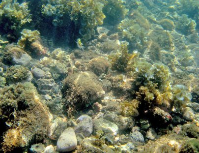 Ecoexperiencias El Salvador-Hard Coral Snorkeling in Sonsonate Beaches