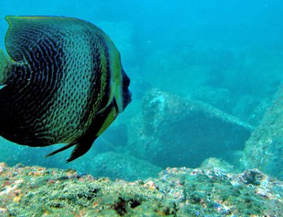 Ecoexperiencias El Salvador-Hard Coral Snorkeling in Sonsonate Beaches