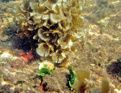 Disfruta hacer snorkel entre corales en las playas de Sonsonate - EcoExperiencias El Salvador