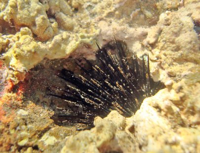 Ecoexperiencias El Salvador-Hard Coral Snorkeling in Sonsonate Beaches