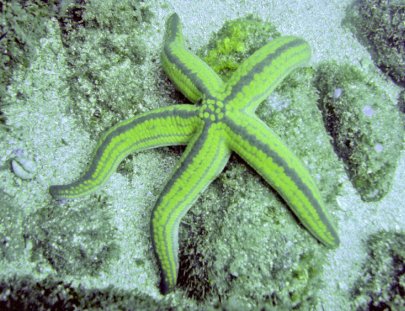 Ecoexperiencias El Salvador-Hard Coral Snorkeling in Sonsonate Beaches