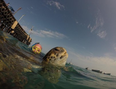 Iguana's Trips-Snorkeling with Green Turtles at the South of Peru