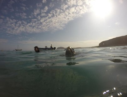 Iguana's Trips-Snorkeling with Green Turtles at the South of Peru