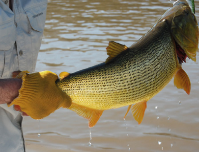 Argentina Anglers-Catch the Golden Dorado in the Paraná River