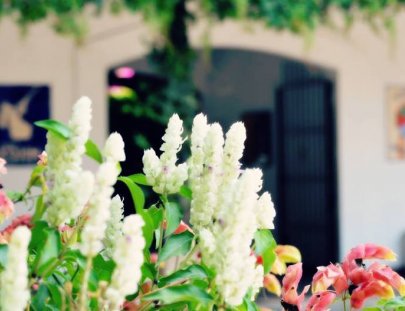 La Azotea Cultural Center -Tour de museo y plantación de café
