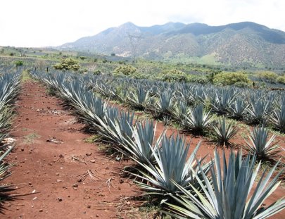 Tour degustación de Tequila - Rancho Verano Distileria de Tequila