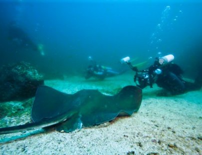 Scuba Coiba-Multy-Day Scuba Diving Trip around Coiba Island